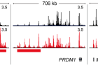 연구그림1-파골세포-분화에-중요한-유전자NFATC1-PRDM1-MYC-가까이의-인핸서-양상.png