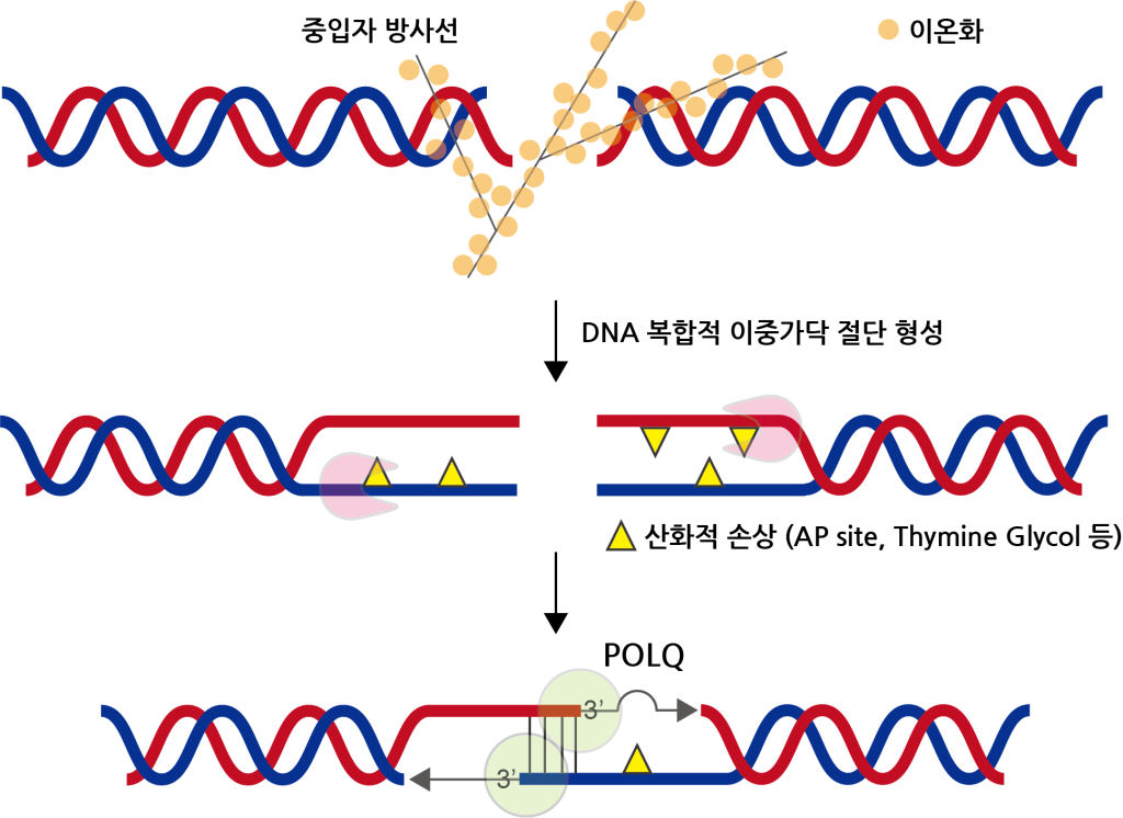 그림2. POLQ 단백질의 DNA 복합적 이중가닥 절단 복구 모식도