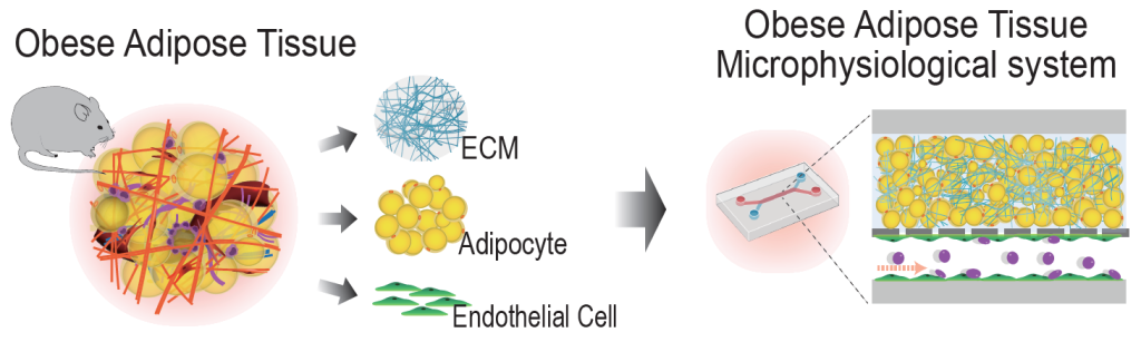 그림1. 탈세포화된 지방조직을 활용한 지방세포의 배양 플랫폼 구축 및 비만 AT MPS 모델 개발