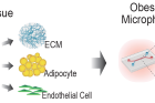 연구그림1-탈세포화된-지방조직을-활용한-지방세포의-배양-플랫폼-구축-및-비만-AT-MPS-모델-개발.png