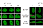 그림-2-SAMRCAD1-MSH2-EXO1의-순서로-DNA-이중나선절단-부위로-접근.png