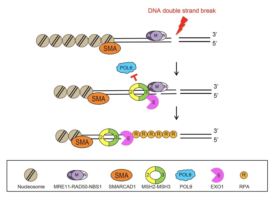 그림1. 새롭게 발견된 DNA 이중나선 절단 복구 방법