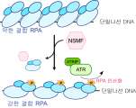 그림1. DNA 복제 스트레스에서 NSMF에 의한 ATR의 RPA 인산화 증가에 대한 모식도