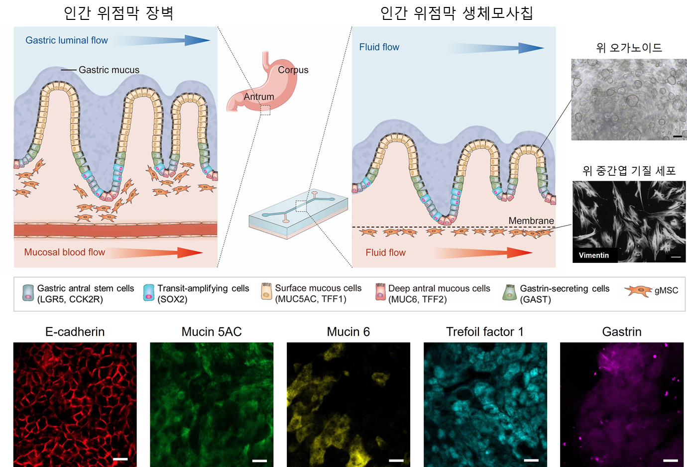 그림1. 인간 위 미세생리 시스템(human stomach MPS) 모식도와 위 상피세포 특이적 발현 세포의 확인