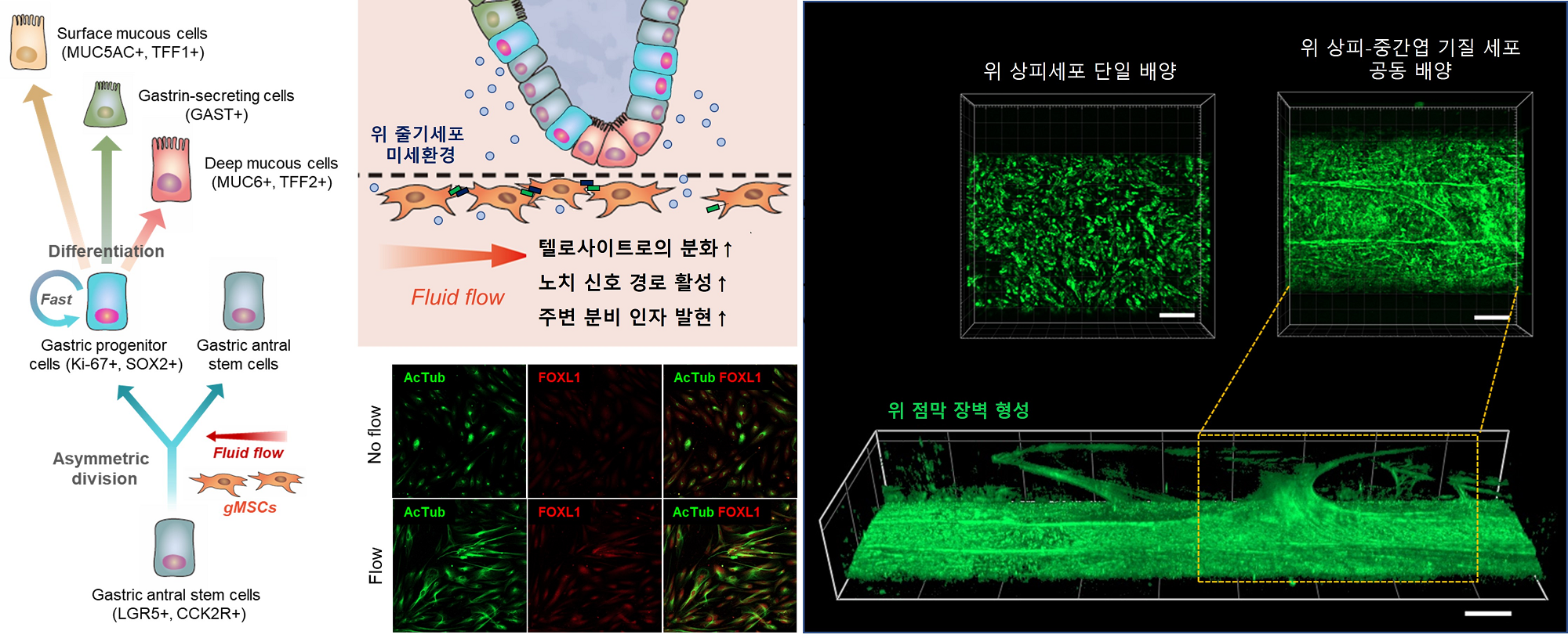 그림2. 위점막 생체모사칩 내 상피-중간엽 기질 세포 간 상호작용에 따른 위 상피세포의 항상성(줄기세포능-분화능 조절) 유지 및 위점막 장벽 형성