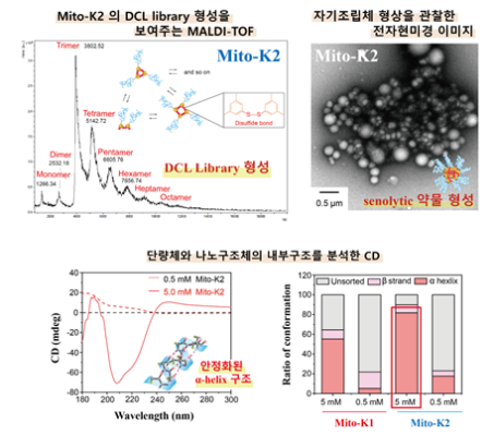 [연구그림2] 이황화 결합을 통한 개발된 단량체의 oligomerization과 나노구조체의 형성을 보여주는 그림