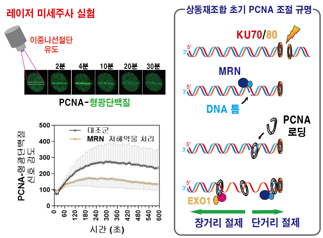 그림1. DNA 이중나선절단 부위 인접 DNA 틈에 결합하는 PCNA