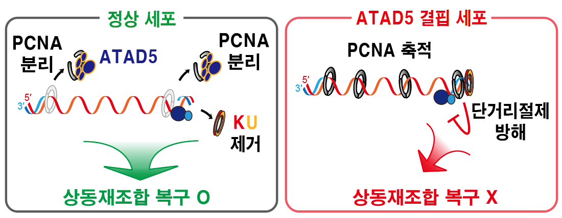 그림2. DNA 이중나선절단 부위에 남은 PCNA가 상동재조합 복구 결함을 일으키는 메커니즘