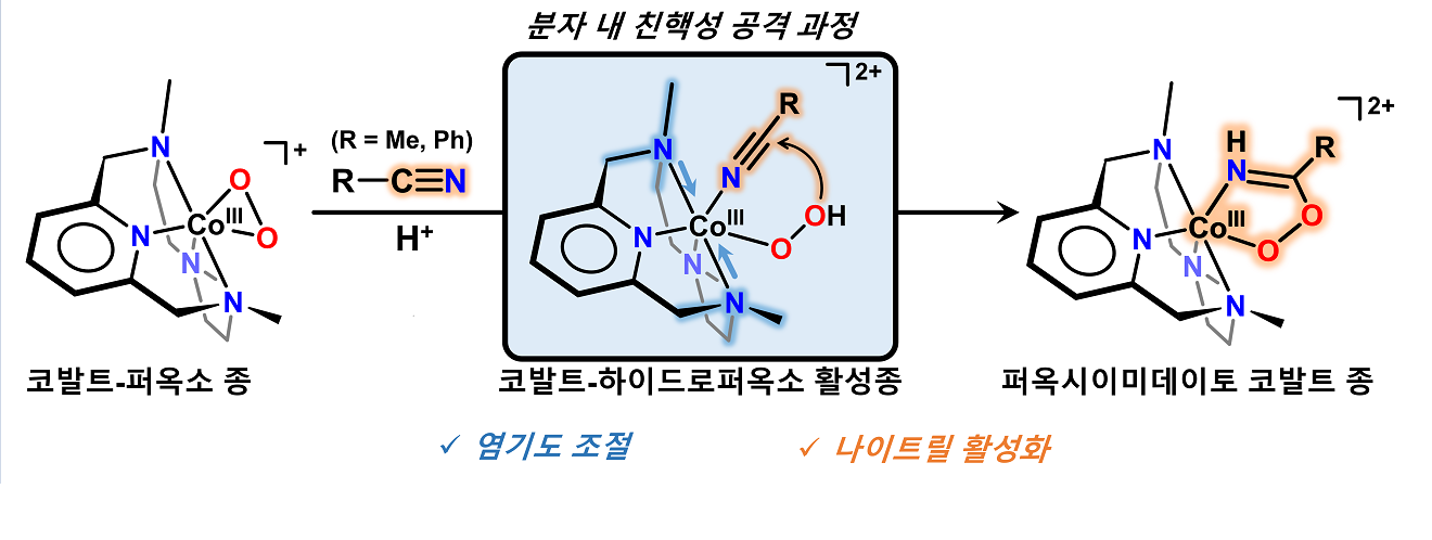 그림1. 코발트-하이드로퍼옥소 화합물의 나이트릴 활성화 반응 도식