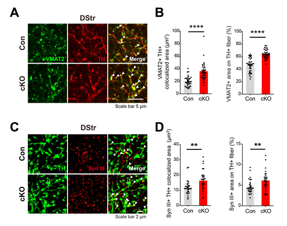 그림2. 도파민 신경세포의 축삭 말단에서 PLCγ1이 결손되었을 때, 도파민 분비를 조절하는 VMAT2, synapsin III의 양이 증가