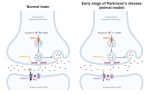[연구그림3] 실험동물을 이용한 파킨슨병 모델의 초기 단계에서 나타나는 도파민 시냅스의 기능변화