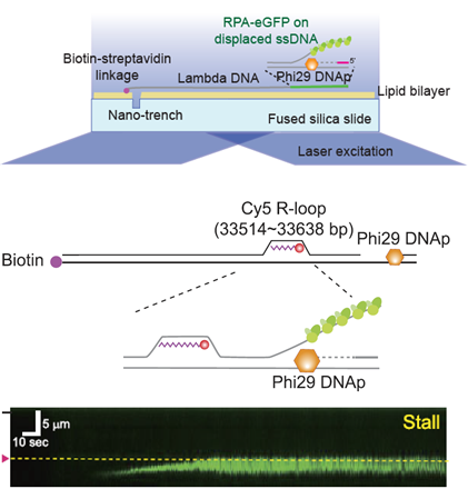 그림1. DNA 커튼을 이용한 DNA 복제와 알룹 충돌 이미징