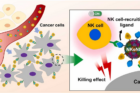 연구그림1-암세포-특이적-NK-세포-전달-나노드론-NKeNDs.png