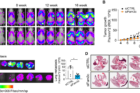 연구그림2-유방암-마우스-모델의-암-연관-지방세포-sWAT의-FAM3C-억제로-인한-유방암-성장-및-전이-억제.png