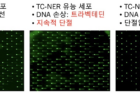 연구그림2-코멧COMET-칩-시험을-통한-DNA-단절-측정.png