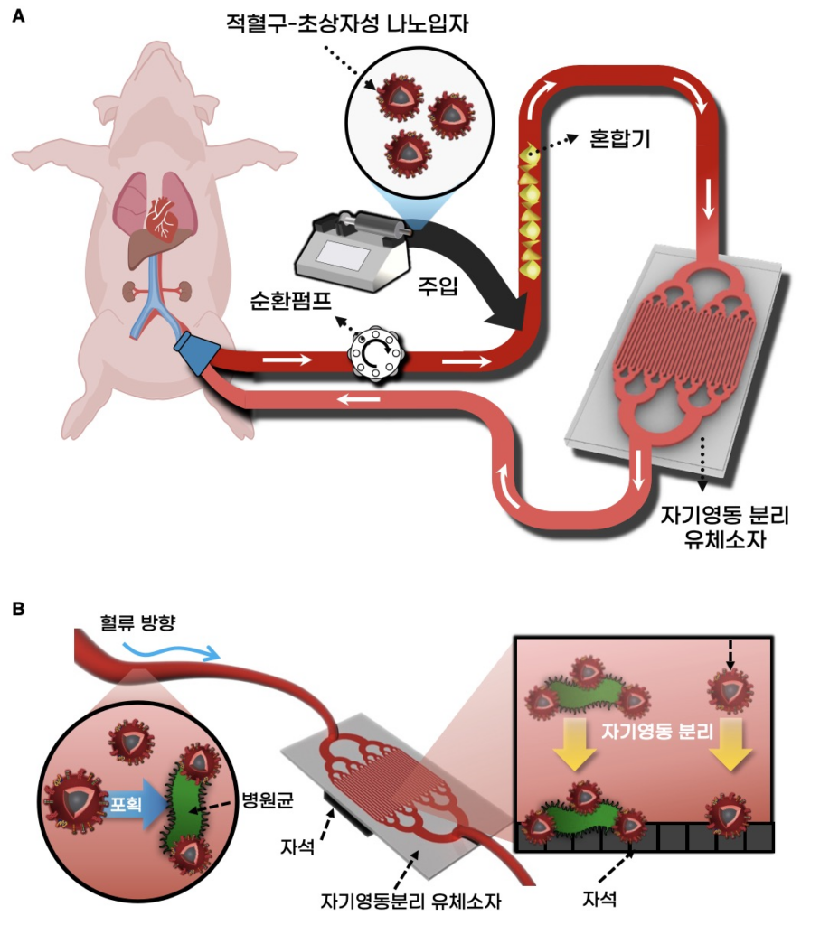 연구그림1. 적혈구-초상자성 나노입자를 이용한 혈액정화기술