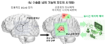 [연구그림1] iEEG-Microdisplay를 이용한 뇌의 기능적 지도 시각화가 가능해질 경우의 기대효과