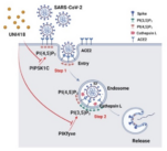 [연구그림2] UNI418이 세포 내 PIP5K1C와 PIKfyve를 저해하여 코로나바이러스 감염 차단