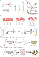 [연구그림] 단백질 모방 고분자 화학구조