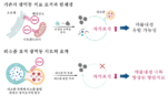 [연구그림] 개발된 리소좀 표적 광감각제 기반 치료의 차별점