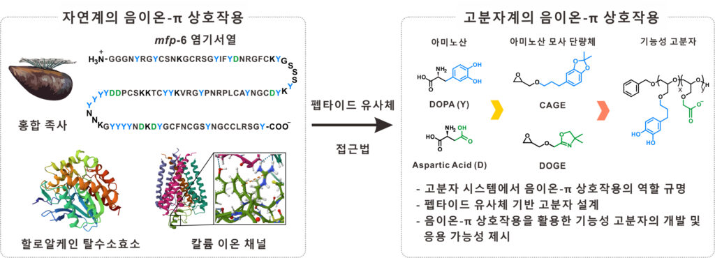 [연구그림] 홍합 족사 단백질 모방 고분자에서 음이온-π 상호작용이 응집력을 강화하는 핵심원리라는 사실을 규명함