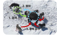 [연구그림] 늑대의 사냥 전략. 늑대는 먹잇감을 보호하려고 오는 동료 무리까지 연쇄적으로 공격해 사냥 확률을 높인다