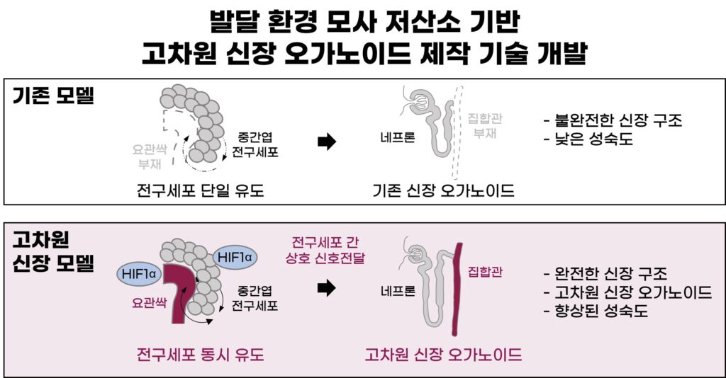 [연구그림] 사람 배아가 발달되는 저산소 환경을 모사함으로써, 역분화줄기세포를 사람 신장과 더 닮은 인공 미니 신장으로 발달시킴