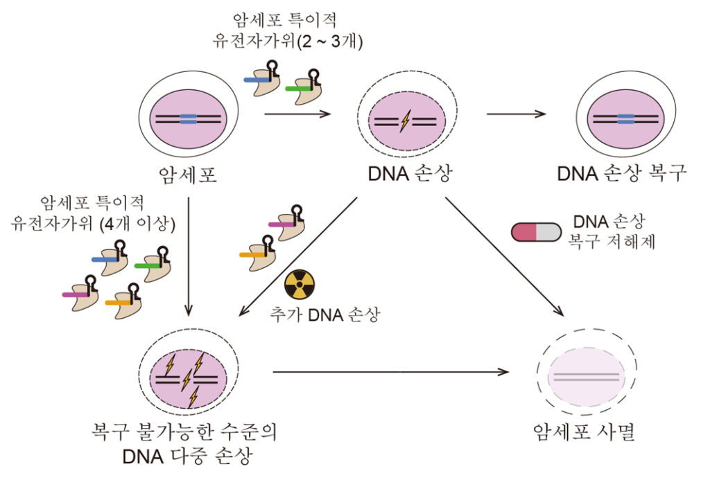 [연구그림] 암세포 DNA에만 있는 돌연변이를 잘라내 암세포를 죽이는 유전자가위 항암 기술