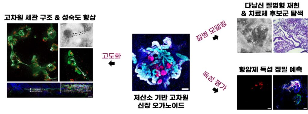 [연구그림] 인공 미니 신장의 응용처