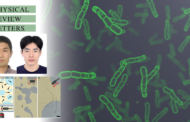 티끌보다 작은 세균의 힘, 끼리끼리 노는 통계 분포 법칙 깨긴 충분했다!
