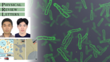 티끌보다 작은 세균의 힘, 끼리끼리 노는 통계 분포 법칙 깨긴 충분했다!