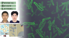 티끌보다 작은 세균의 힘, 끼리끼리 노는 통계 분포 법칙 깨긴 충분했다!