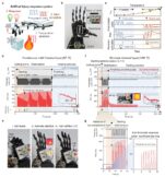[연구그림] 인공 시냅스와 열감지 로봇 구동을 결합한 생체 모사형 반사 시스템