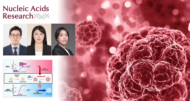 암세포의 복제 스트레스 관리자 없애자 대장암 증식이 멈췄다!