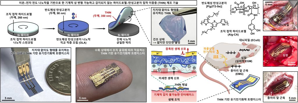[그림1] 형상 변형 가능한 초박막 이중층 트랜지스터(THIN-OECT)를 통한 생체신호 증폭