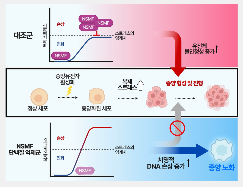 [연구그림] NSMF에 의한 대장암 세포 복제 스트레스 조절 메커니즘