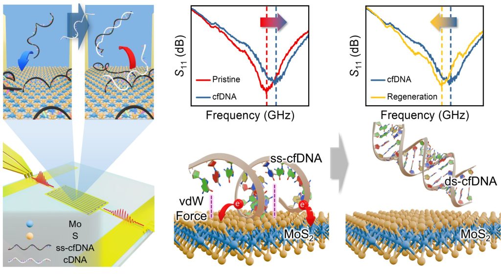 [연구그림] 재사용 할 수 있는 액체 생검 센서의 구조와 작동 및 재생 과정