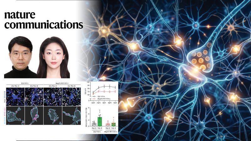 지워야 익히는 운동 기술…도파민 신호 읽는 별아교세포의 선택적 시냅스 정리