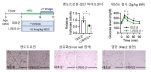 [연구그림] 동물실험에서 니제리신이 비만 지방 조직의 엔도트로린 생성을 억제하고 인슐린 감수성을 개선하는 효과를 확인함