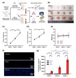 [연구그림] 암 진행 상태별 백혈구 부착 지표 변화