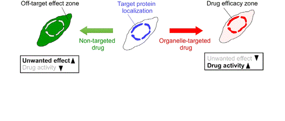 The above figure shows the modulation of organelle-resident protein, using organelle-targeted and nontargeted drugs. (Source: http://pubs.acs.org/doi/abs/10.1021/ja511893n)