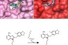단백질-3차원-구조-분석과-스마트-약물-SMTIN-P01-제작.jpg