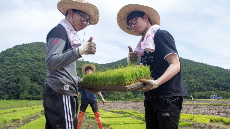 Jae Hun Jeong (Left), Division of General Studies and Jae-Hoon Ahn (Right), School of Energy and Chemical Engineering are posing for a portrait while holding a seedbed of rice at the rural community outreach project. [Photo Credit: Jin Woo Park from Studio INGAM]