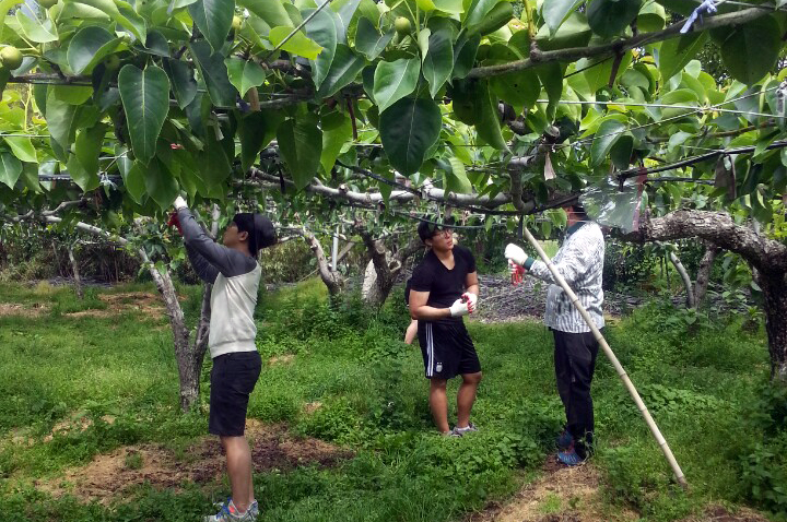 Student volunteers, thinning fruit on pear trees at the rural community outreach project. [Photo Credit: Soo In Jeong from Studio INGAM]