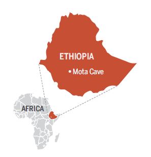 Ethiopian DNA
