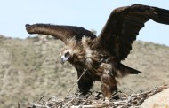 New Study Discovers Vulture’s Scavenging Secrets