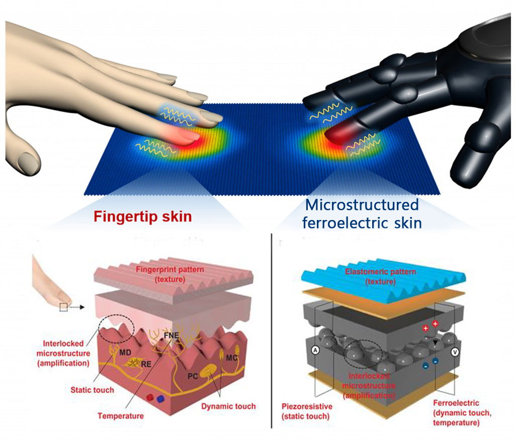 The figure above demonstrates a comparison between the human fingertips and the human-skin-inspired multifunctional e-skin, which can detect pressure, temperature texture, as well as sound.
