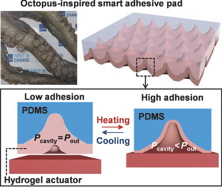 Schematic representation of microcavity arrays within a octopus-inspired smart adhesive pad. 