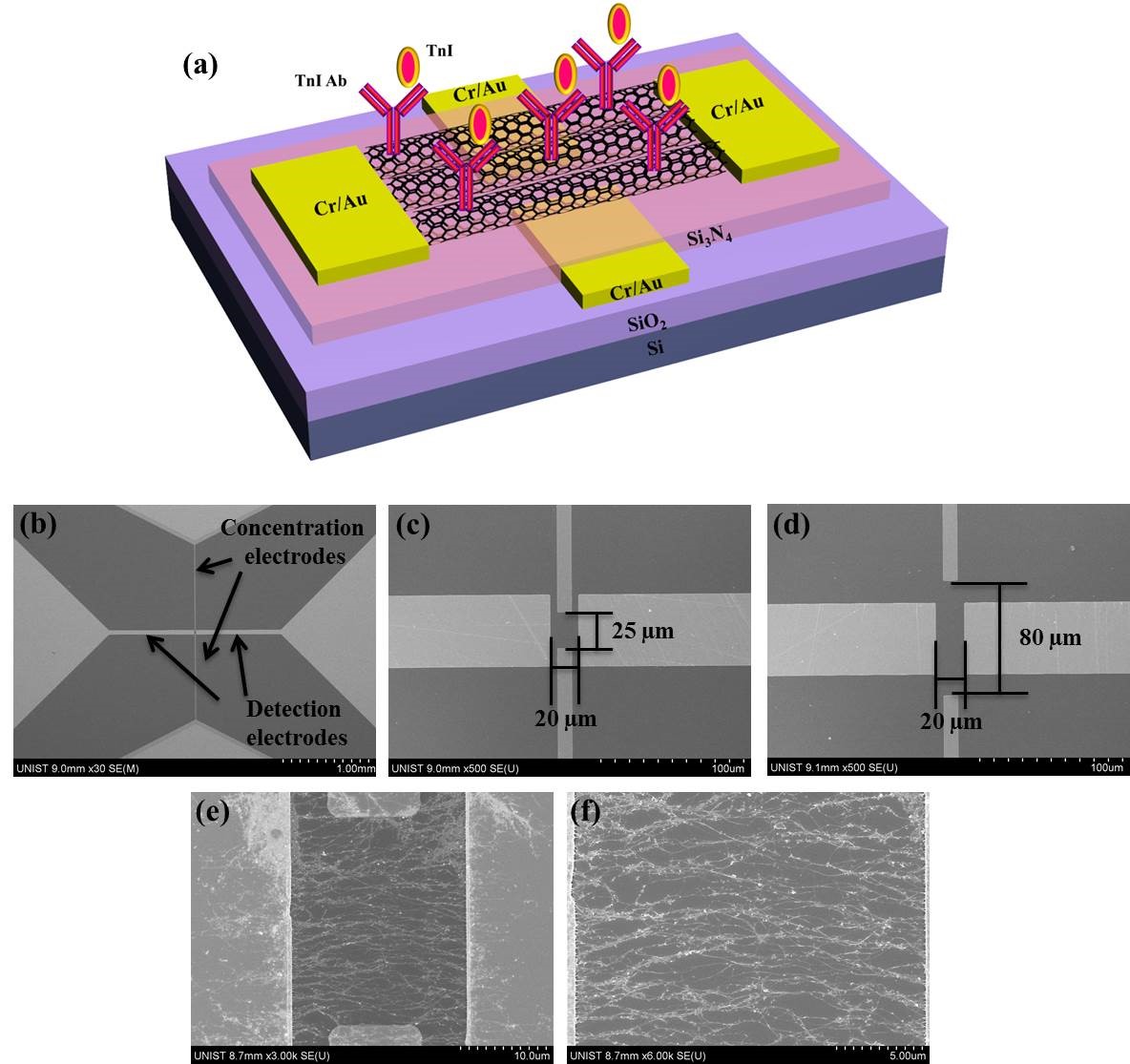 A schematic diagram of the SWCNT electrical immunosensor with two pairs of concentration and detection electrodes.