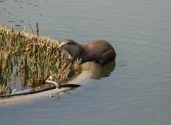 Wild River Otter Finds Home at UNIST